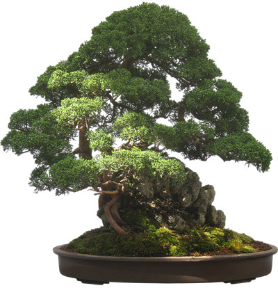 bonsai krukväxter