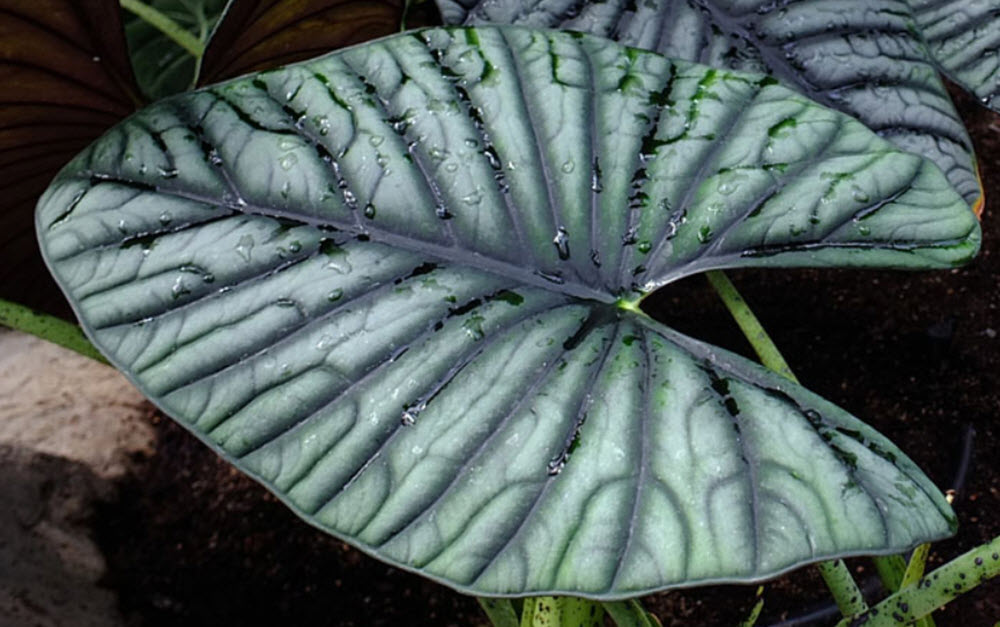 Alocasia nebula 