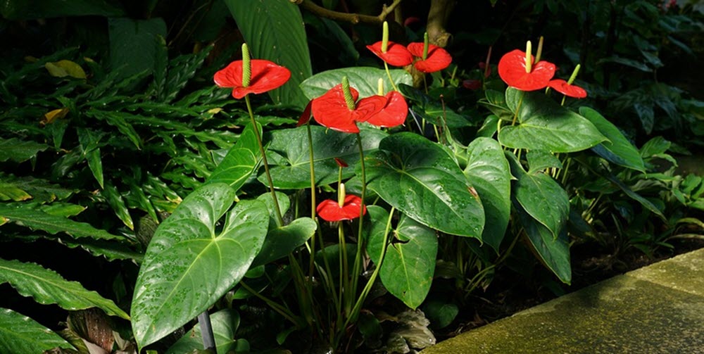 Anthurium flamingobomma