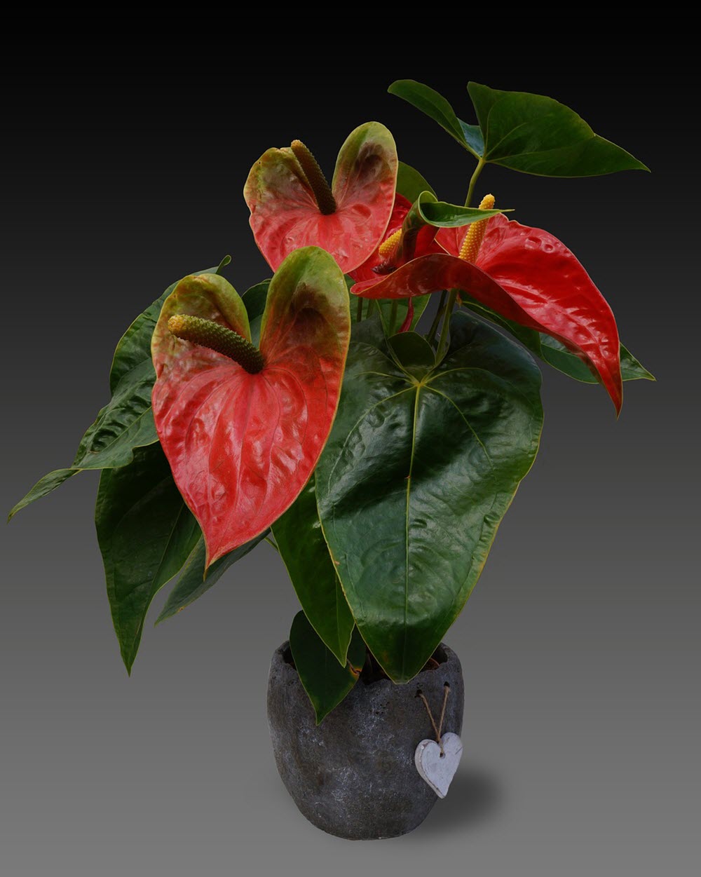 Anthurium