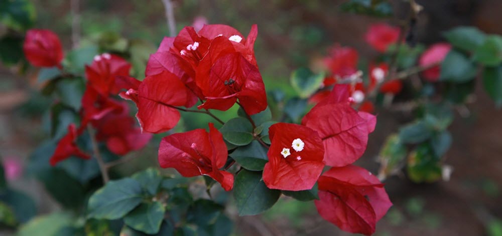 röd Bougainvillea