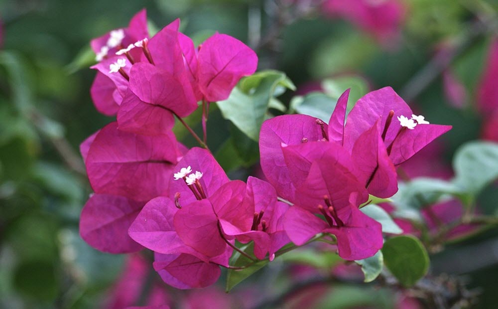 Bougainvillea