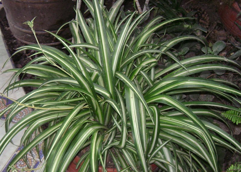 CHLOROPHYTUM COMOSUM spindellilja