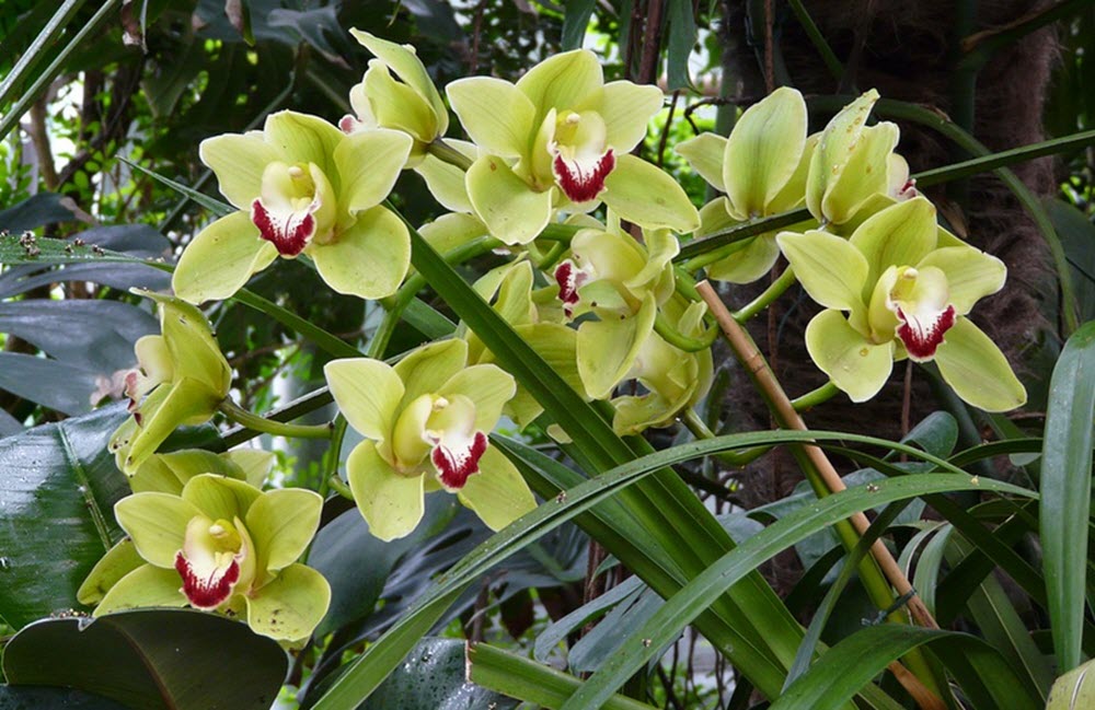 Cymbidium