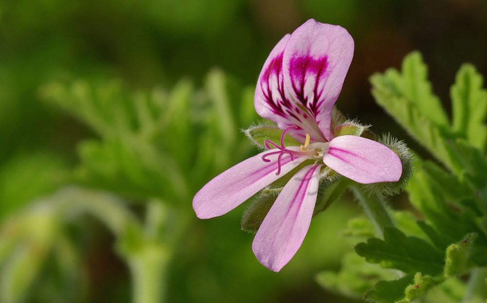 Dr Westerlunds blomma (rosengeranium)