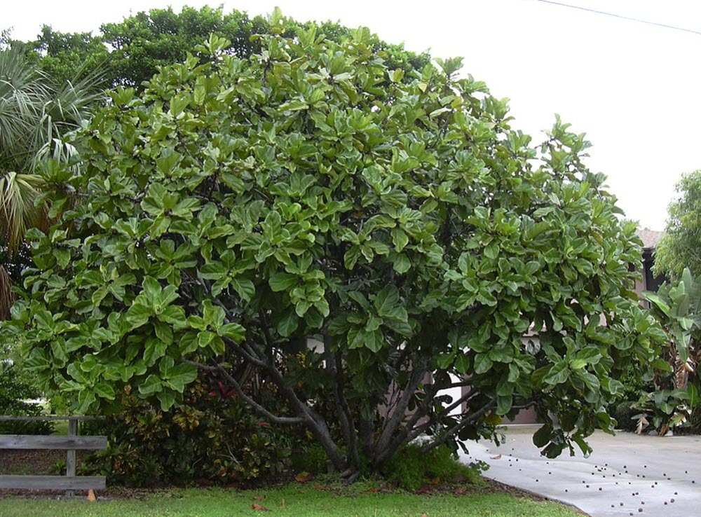 Ficus lyrata fiolfikus