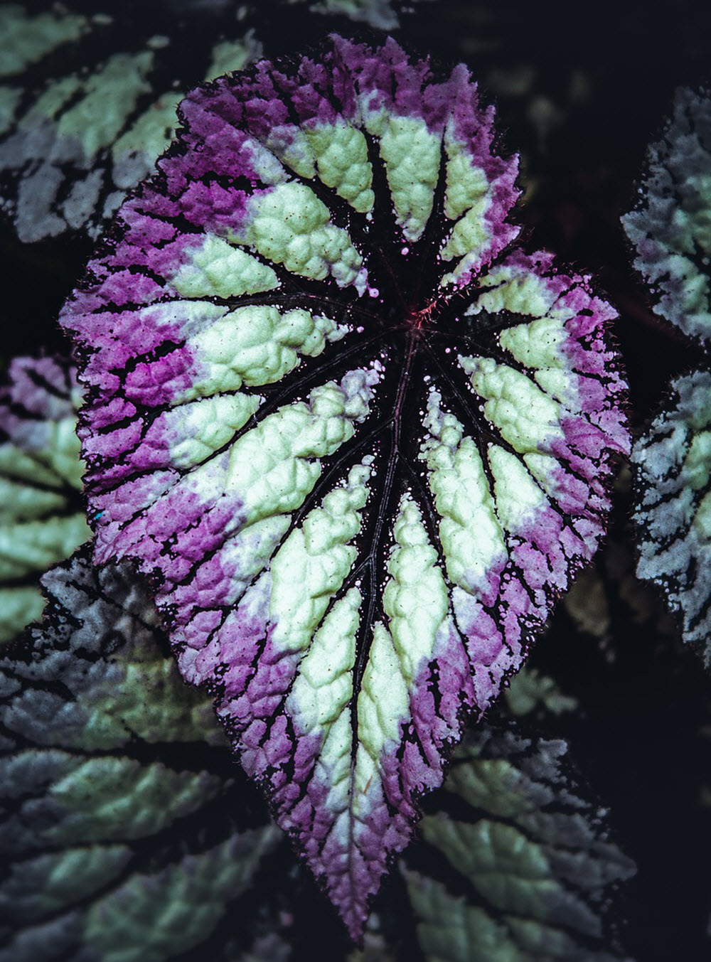  Frostbegonia