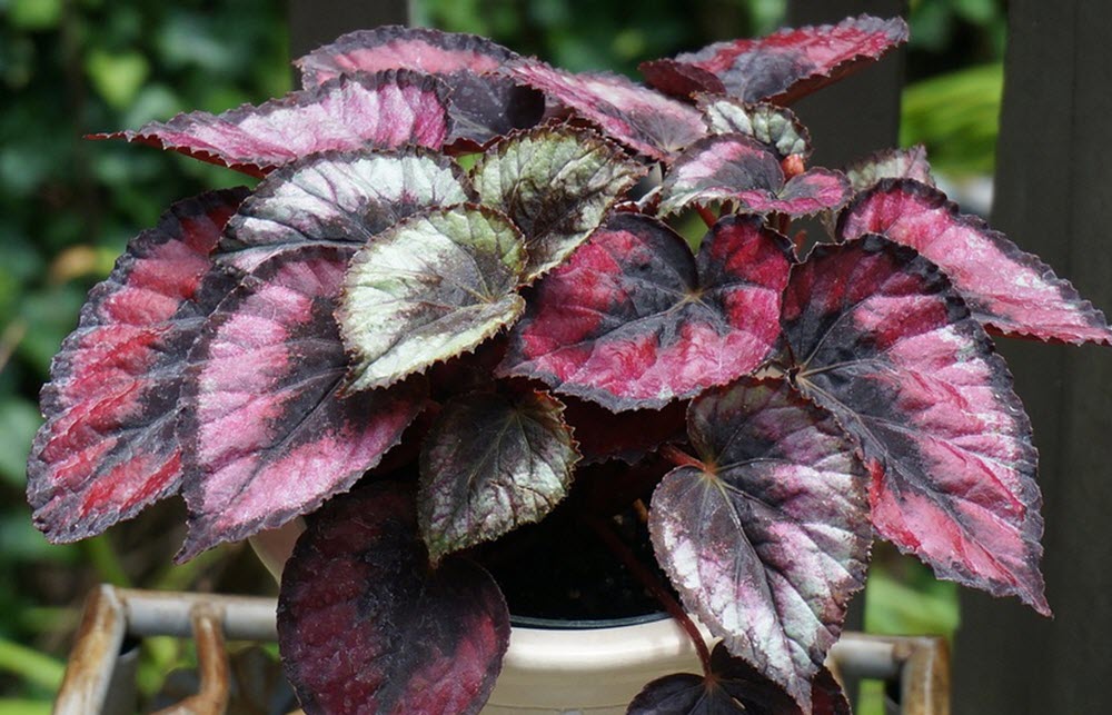  Frostbegonia