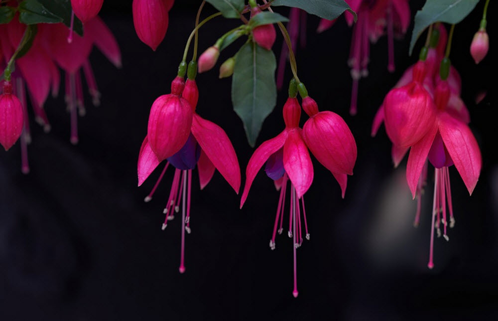 Fuchsia bloddroppe