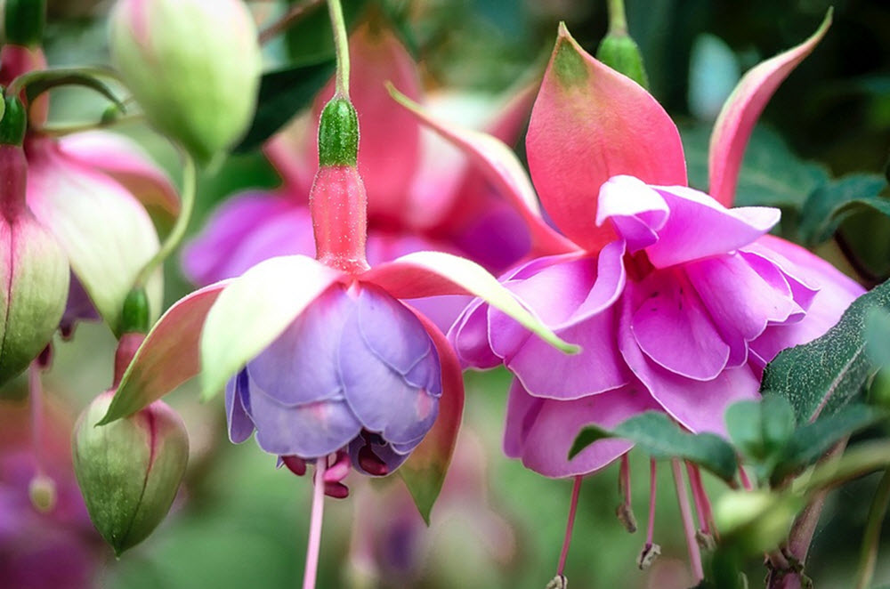 Fuchsia blomma