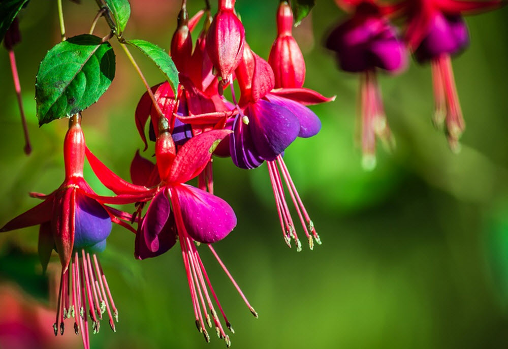 Fuchsia