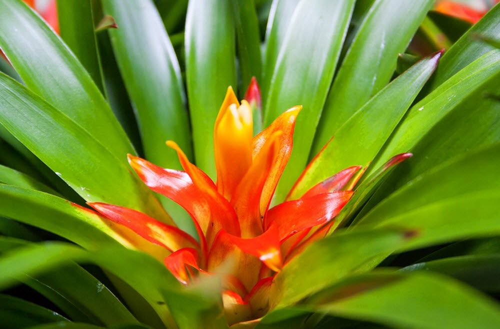 juvelblomma Guzmania