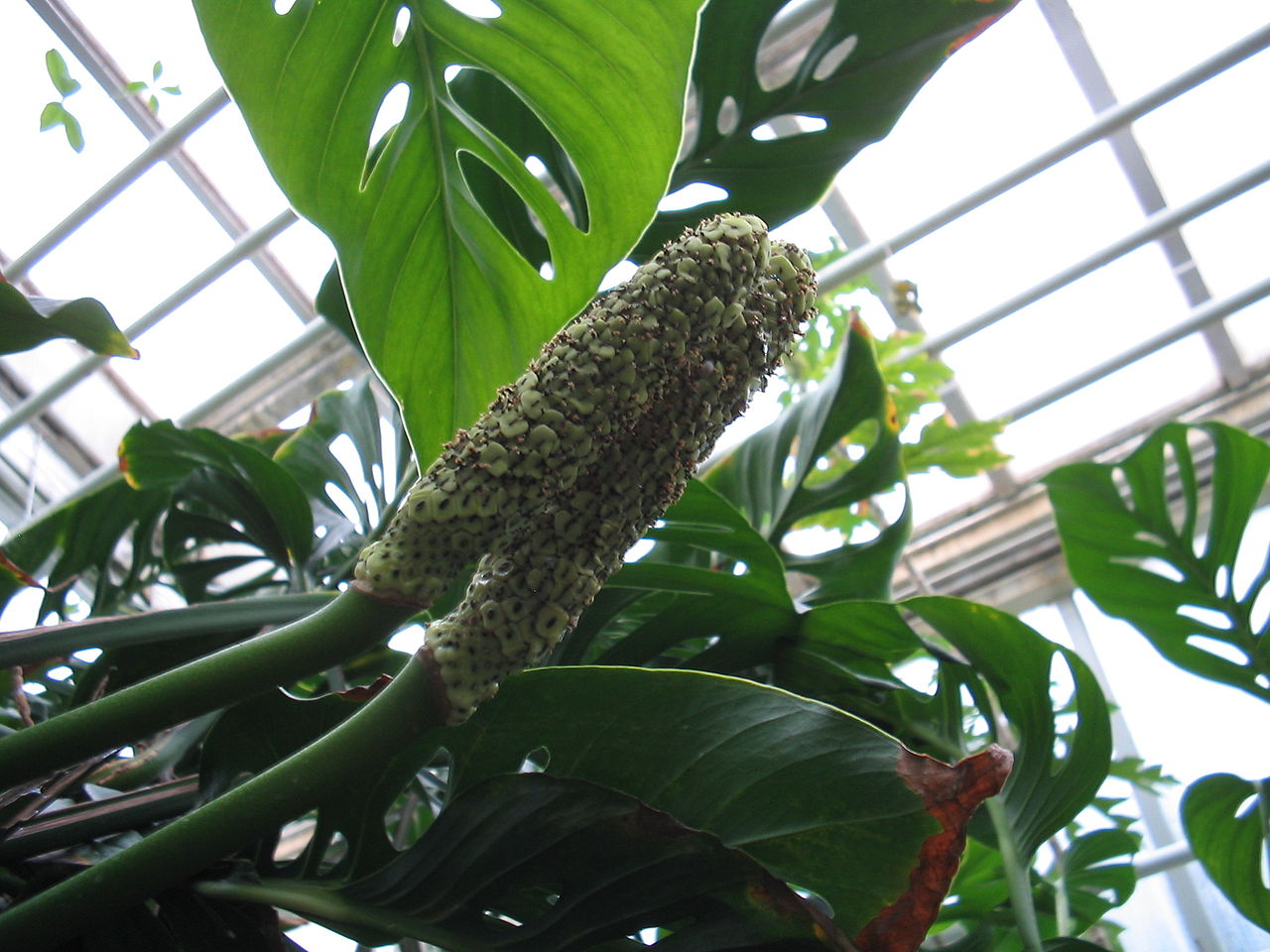 Monstera adansonii