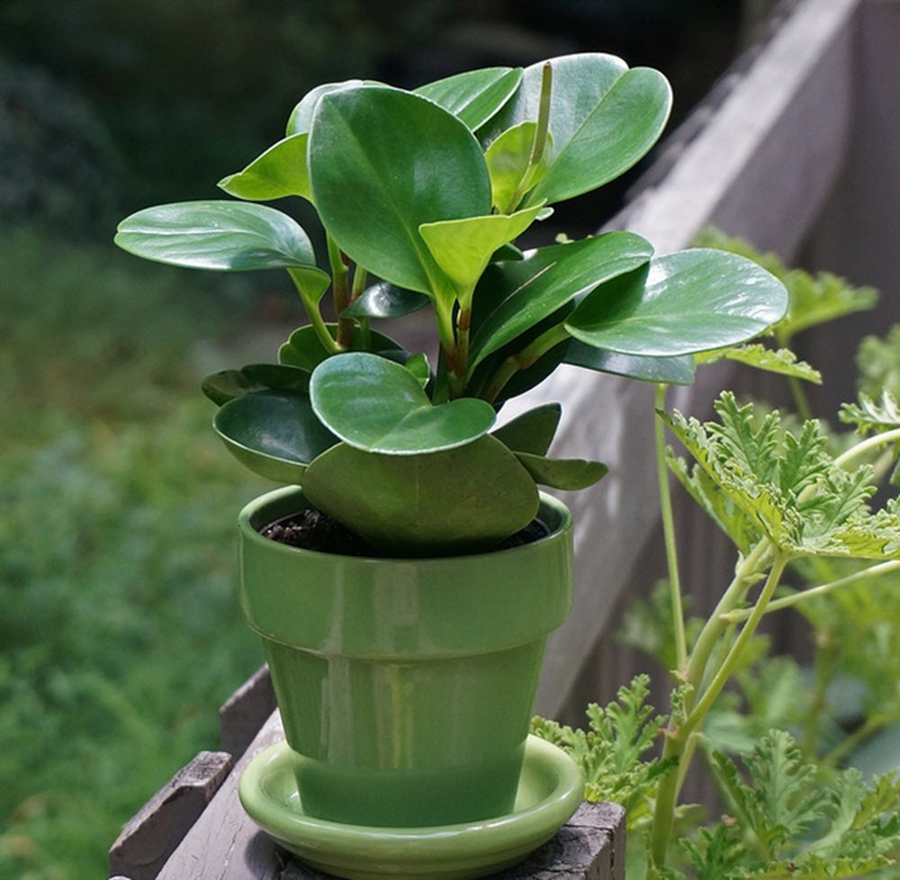 Peperomia