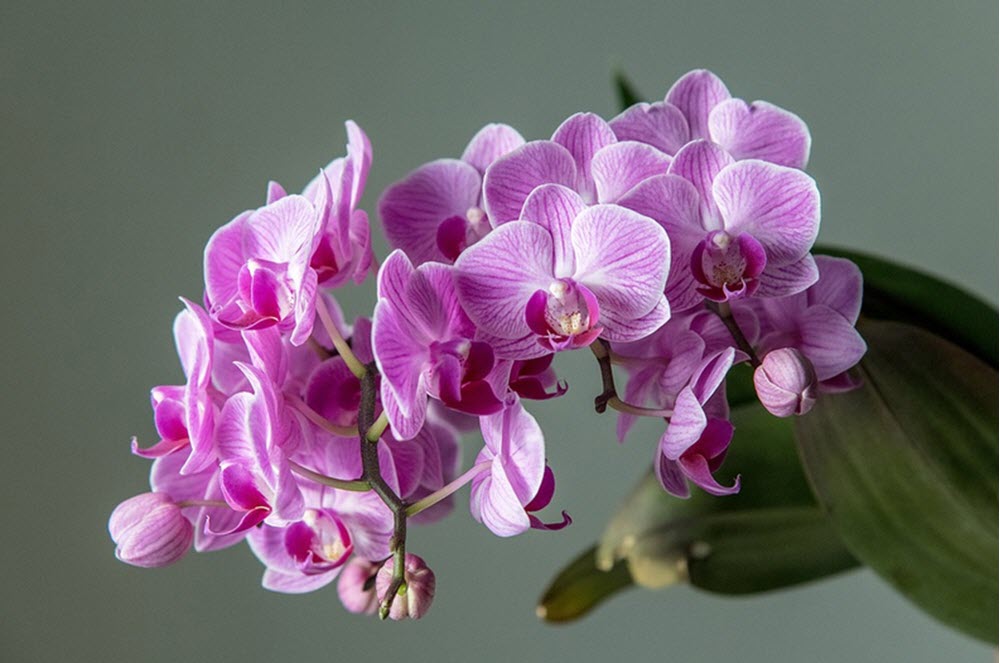 Phalaenopsis orkide