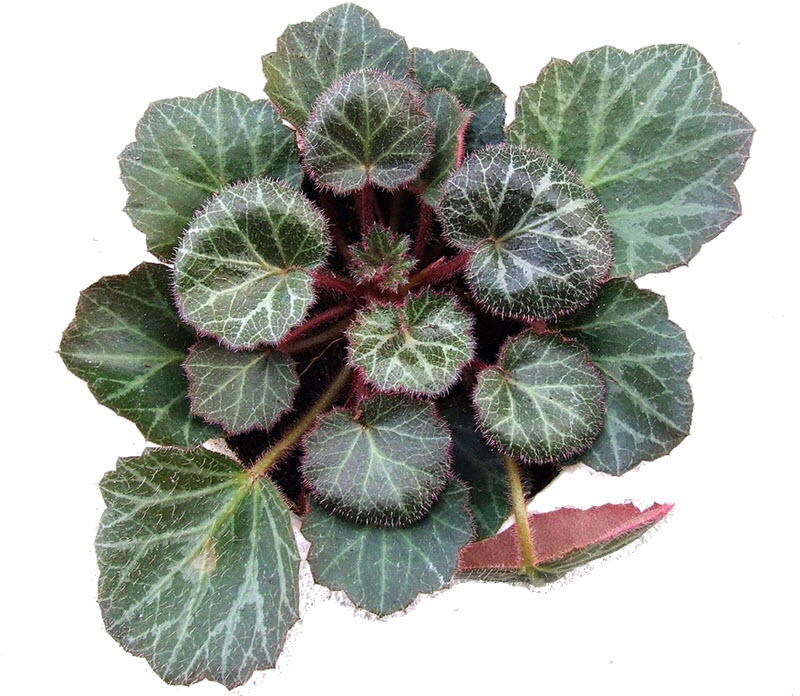 SAXIFRAGA STOLONIFERA