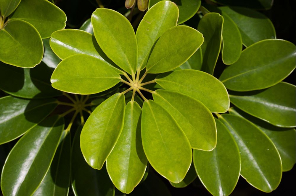 Schefflera Paraplyaralia