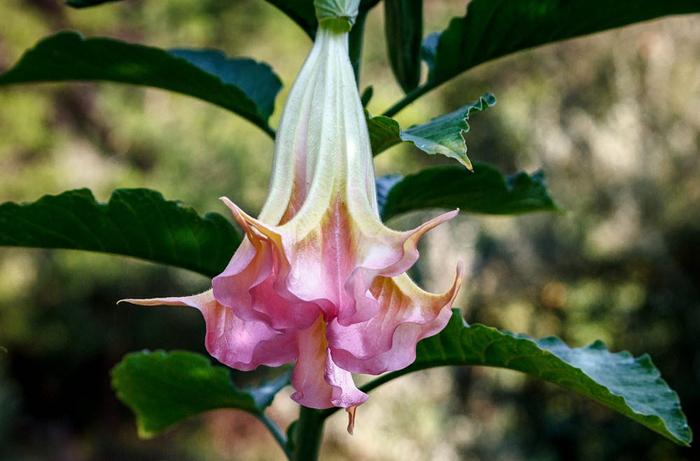 änglatrumpet Brugmansia