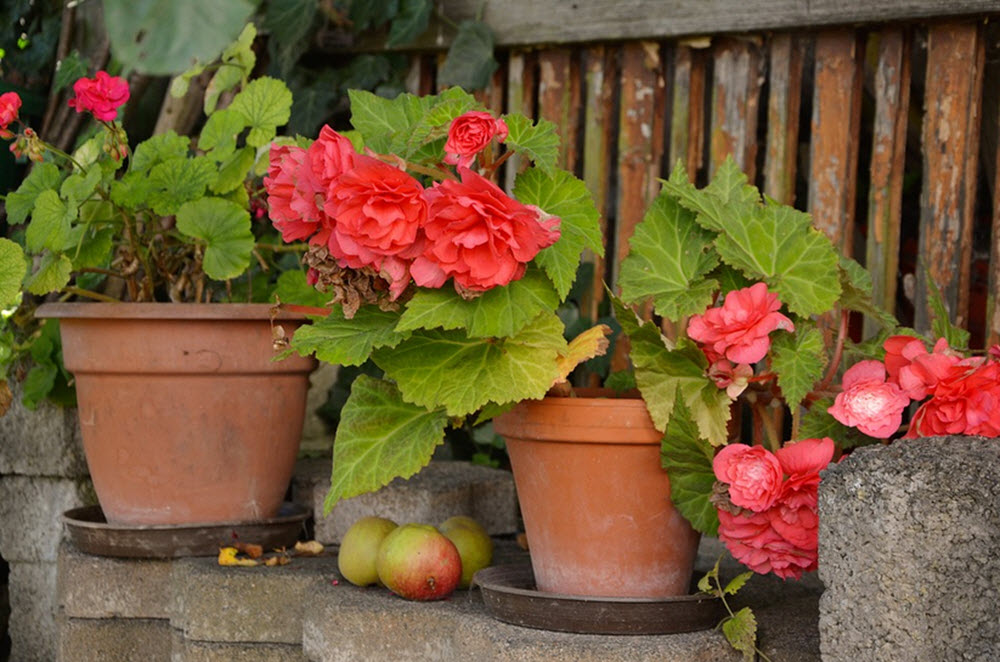 begonia i kruka