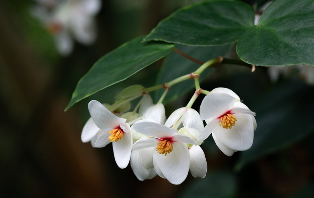 begonia