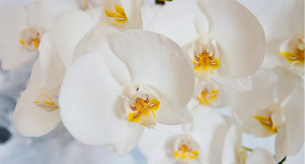 brudblomma