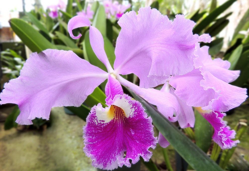 cattleya orkide