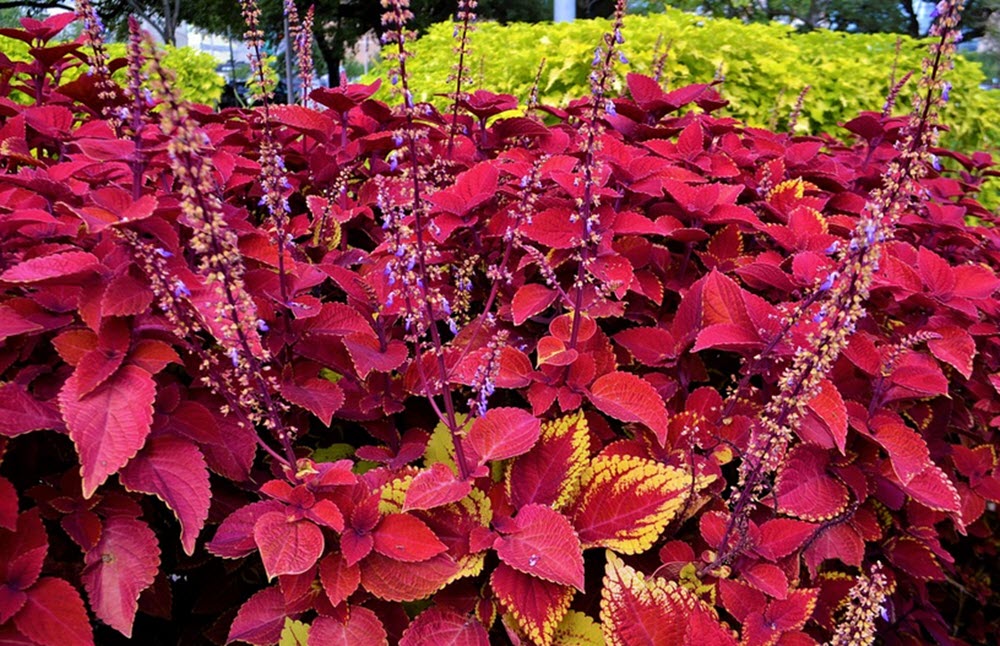 coleus palettblad