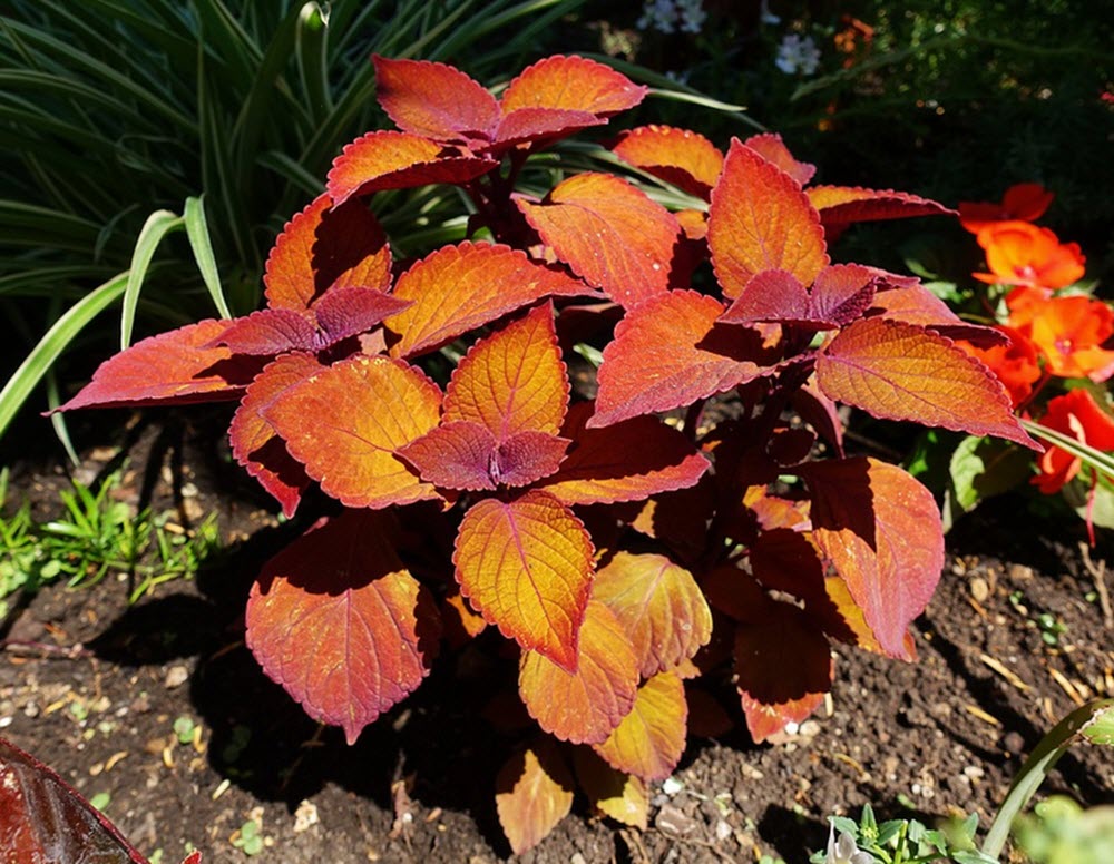 coleus