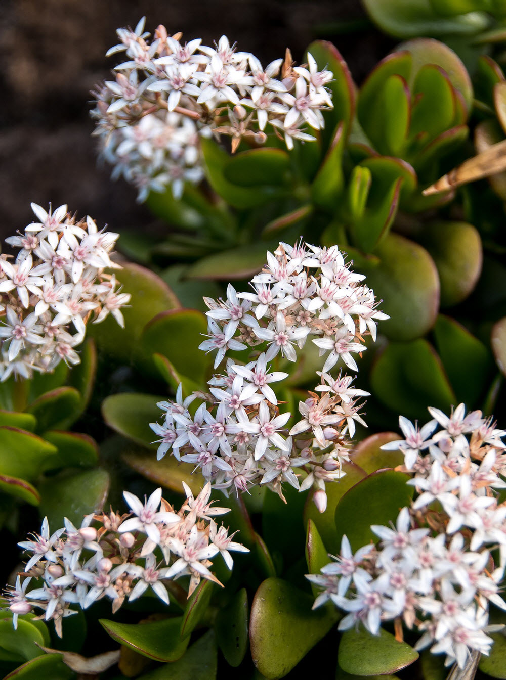 crassula ovata