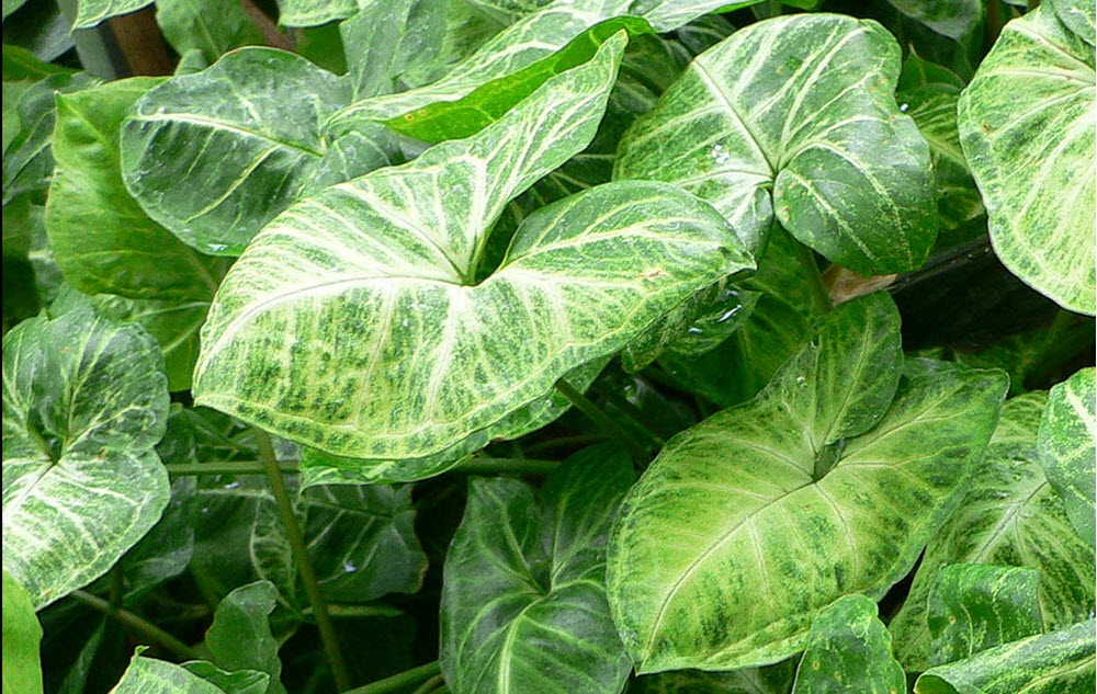 fingerranka Syngonium podophyllum