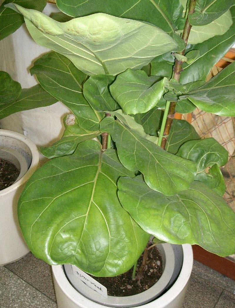 fiolficus