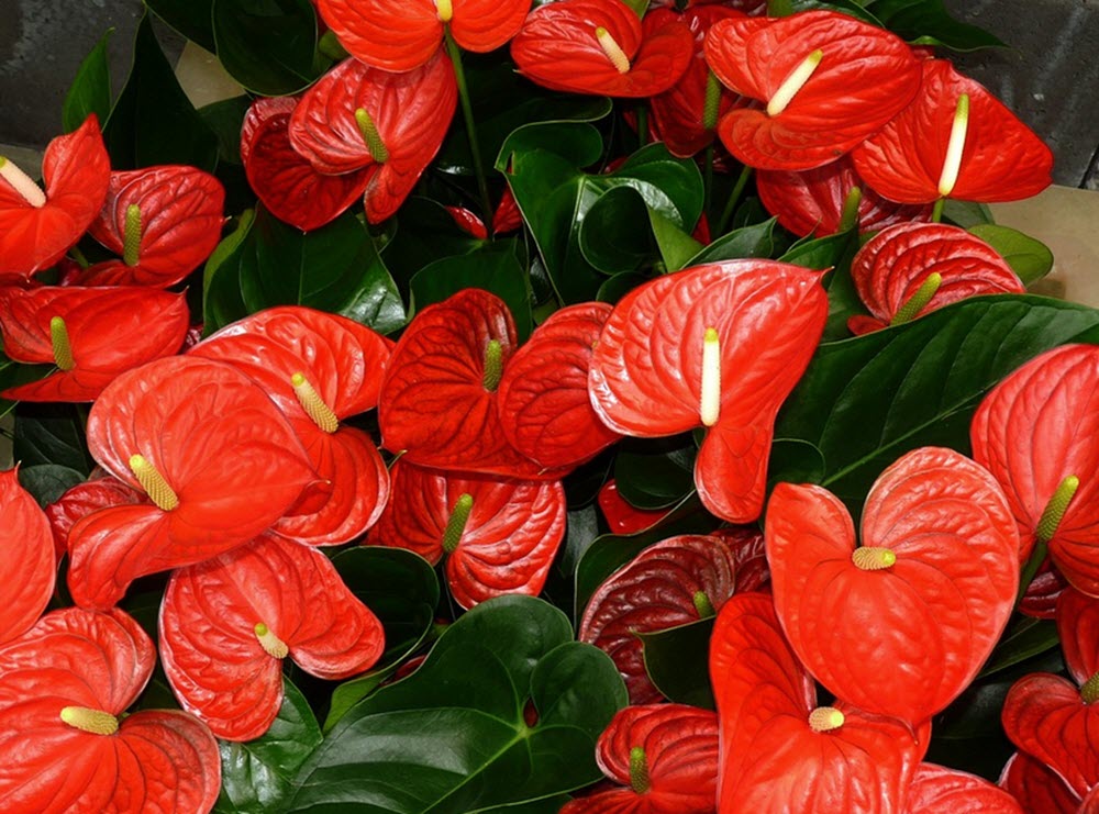 flamingoblomma