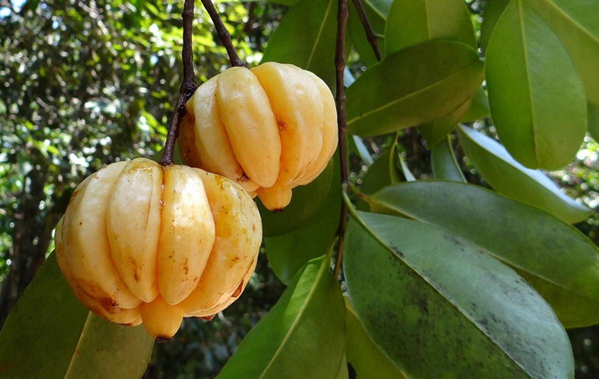 garcinia cambogia gummi-gutta