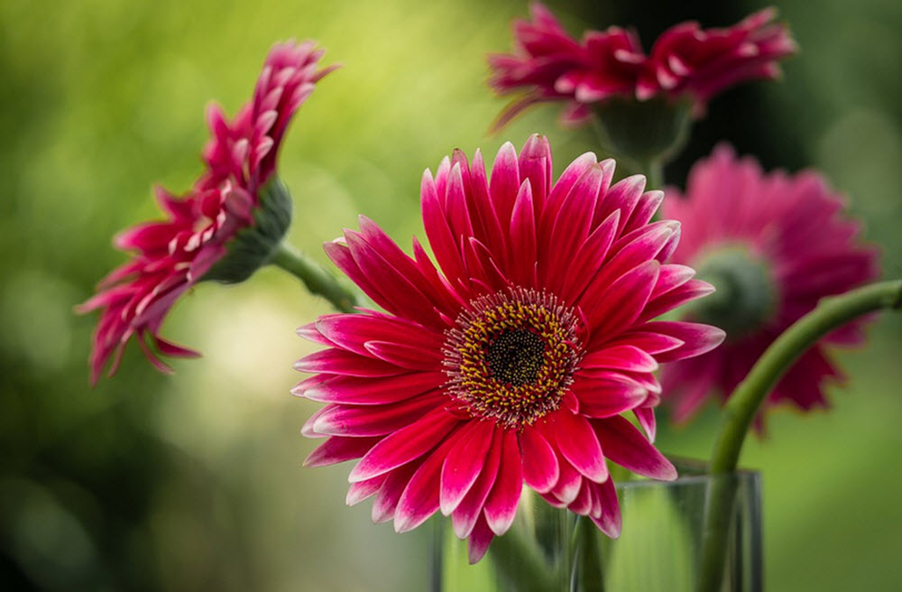 gerbera