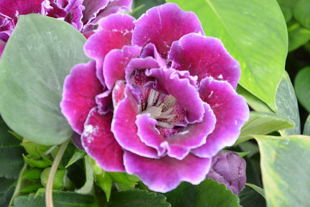 gloxinia krukväxt