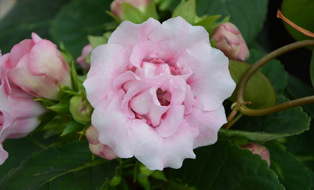 gloxinia skötsel