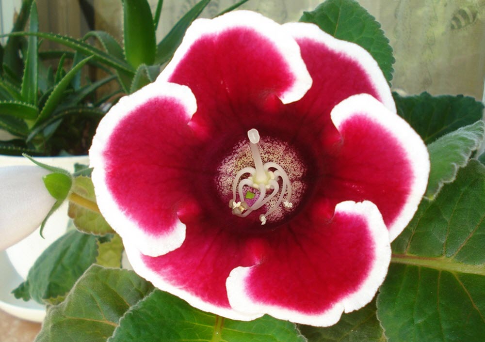 gloxinia