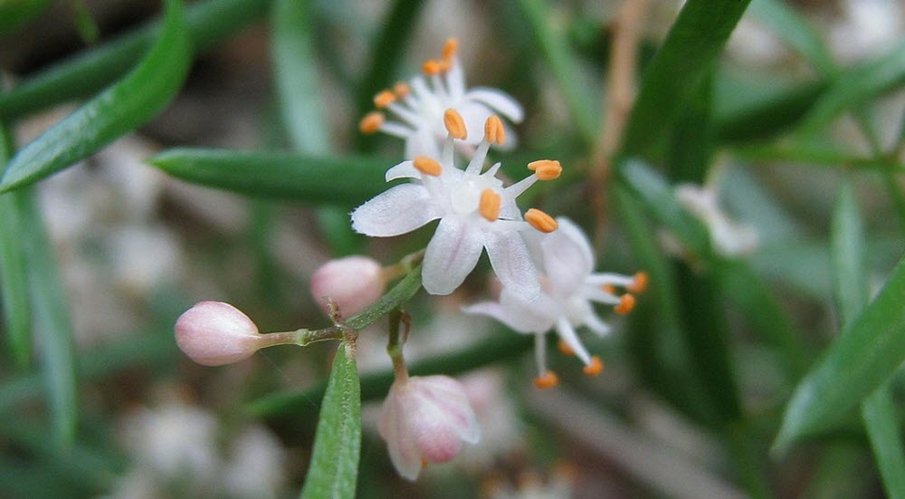 hängsparris blomma