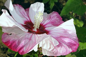 hibiskus