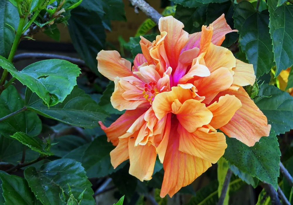 hibiskus orange fylld