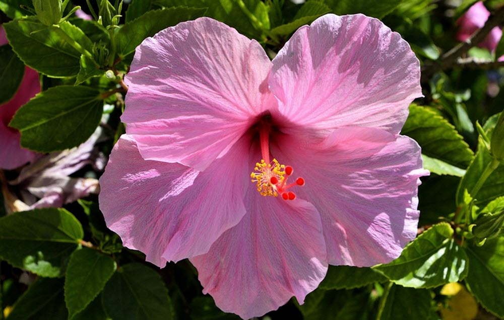 hibiskus rosa