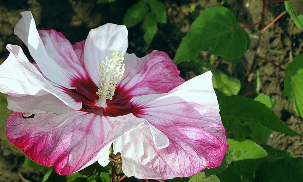 hibiskus rosavit