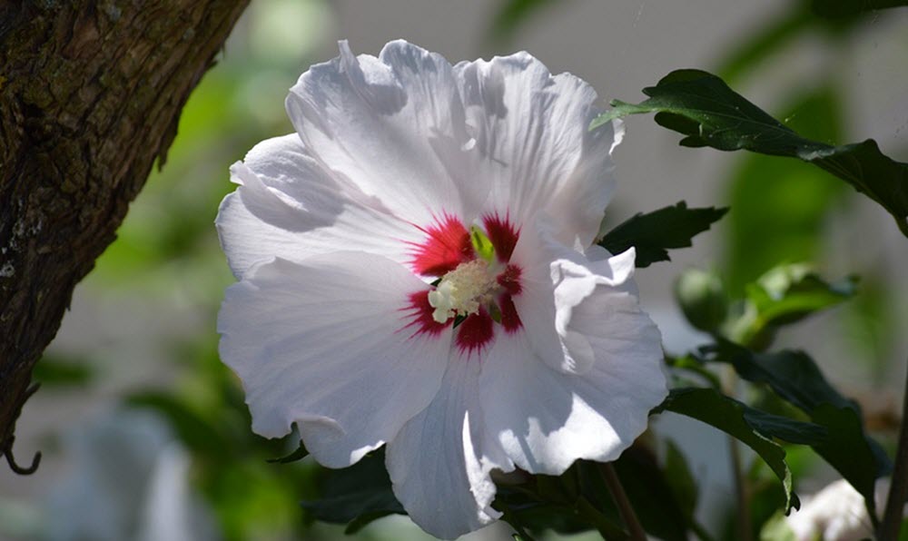 hibiskus vit