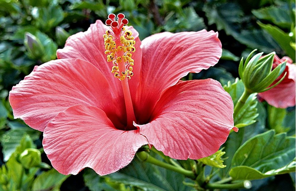 hibiskus