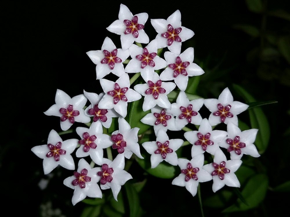 hoya bella