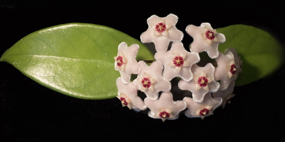 hoya carnosa porslinsblomma