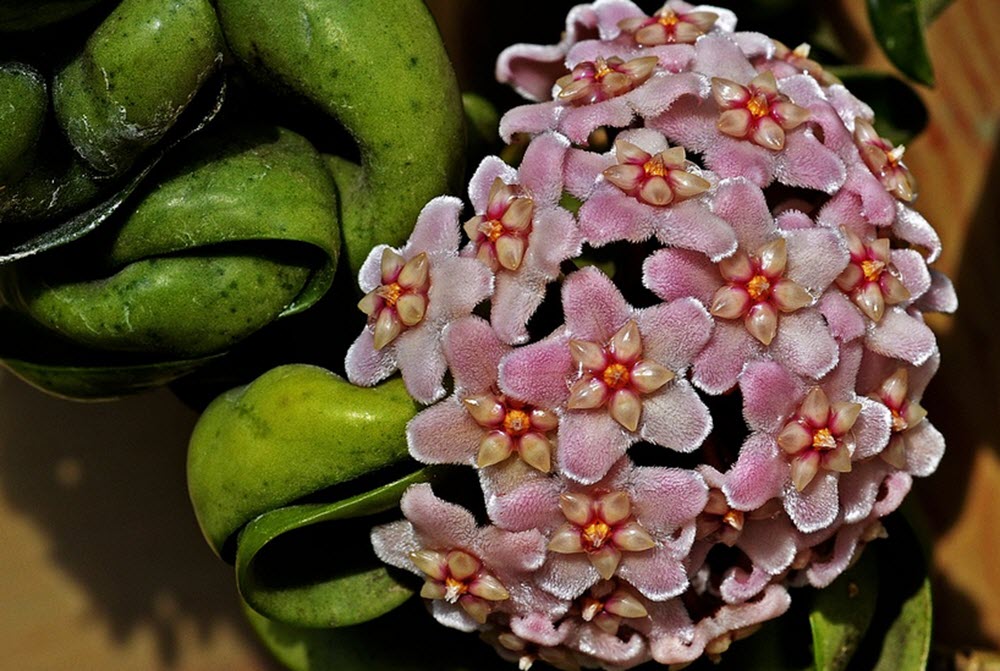 hoya rosa