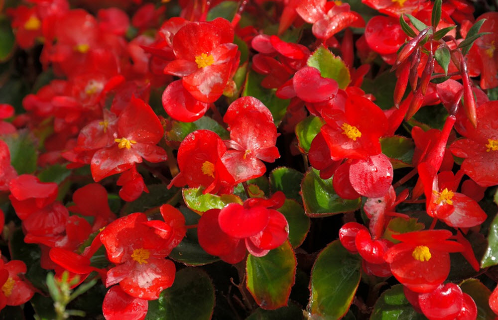 isbegonia