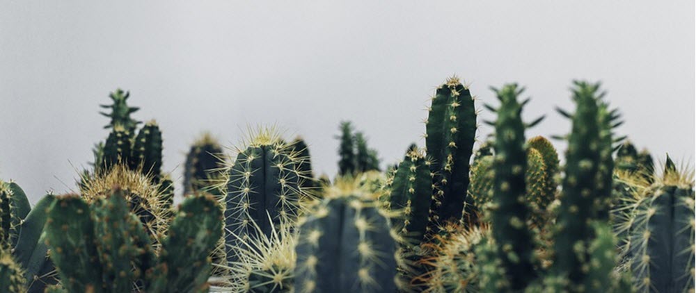 kaktusar