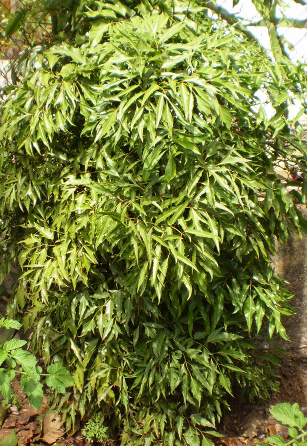 ming aralia